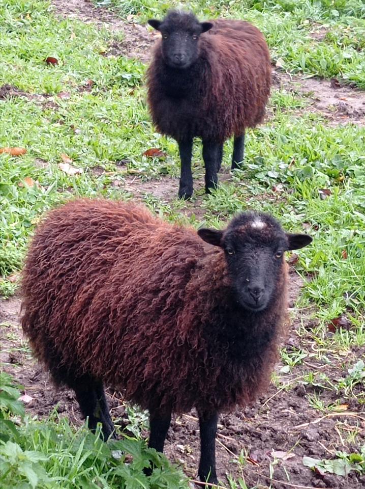 GreenGo location vacances écoresponsables