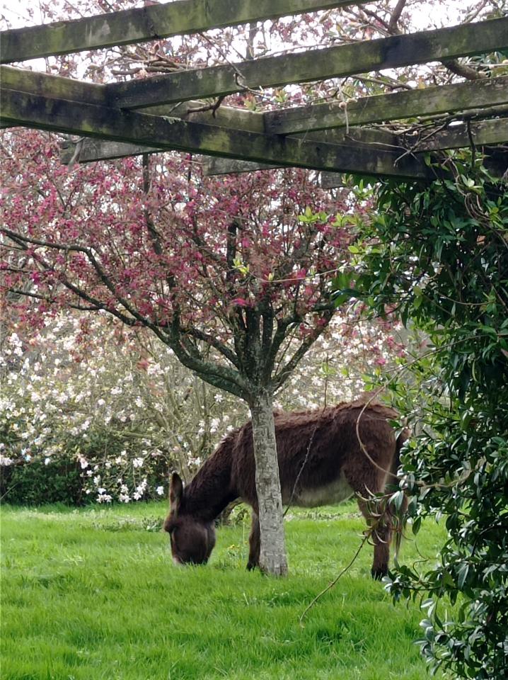 La Cab'âne, le Cab'ânon et la Cabanette.