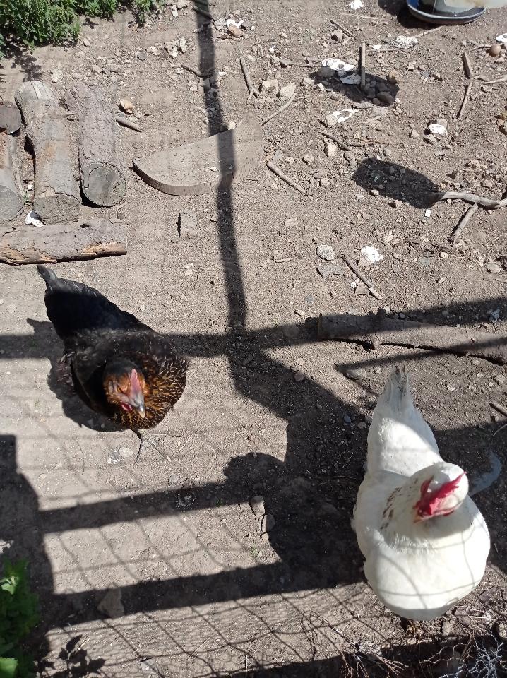  Morbihan À la campagne