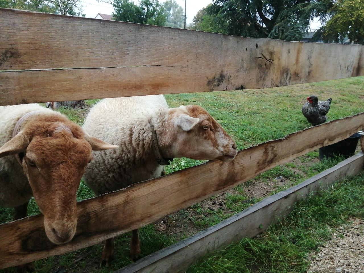 Hôte GreenGo: Gîte et Cab'Âne de Medeina - Image 23