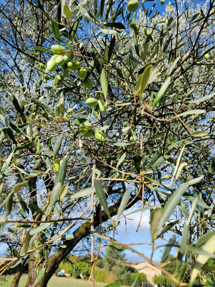 Hôte GreenGo: Près d'Anduze: le Mas des Roses - Image 14