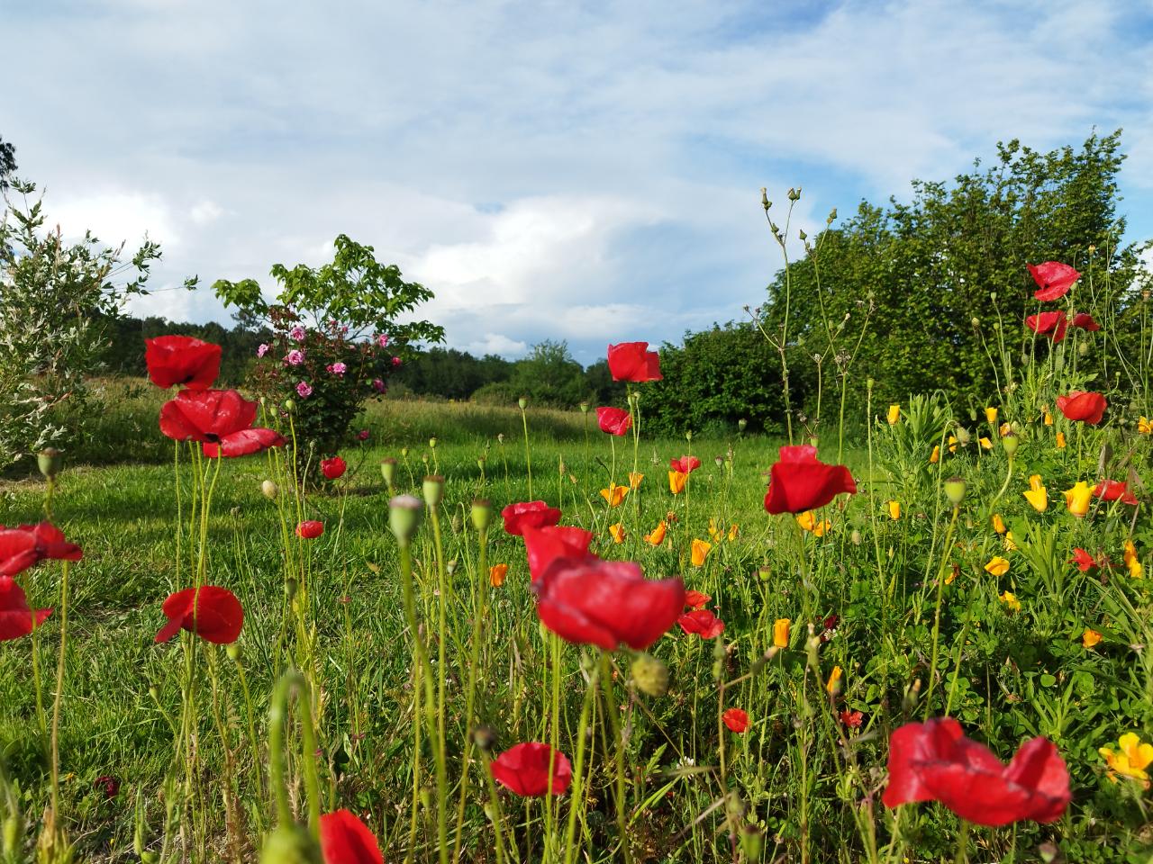 Carte cadeau GreenGo