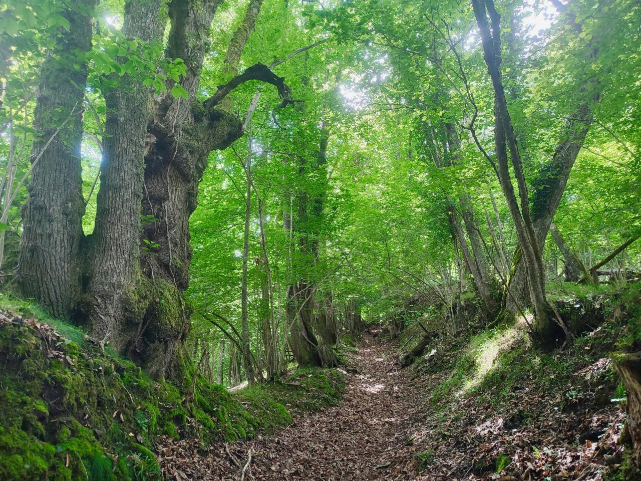 Hôte GreenGo: Bardol, lieu ressource - Image 2