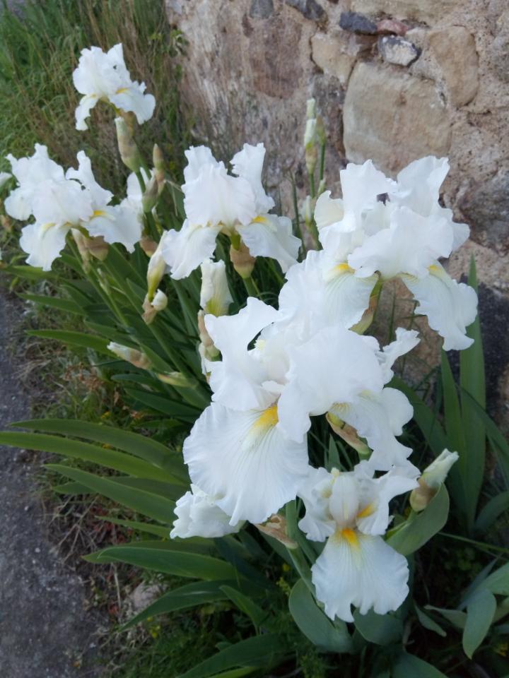 Carte cadeau GreenGo