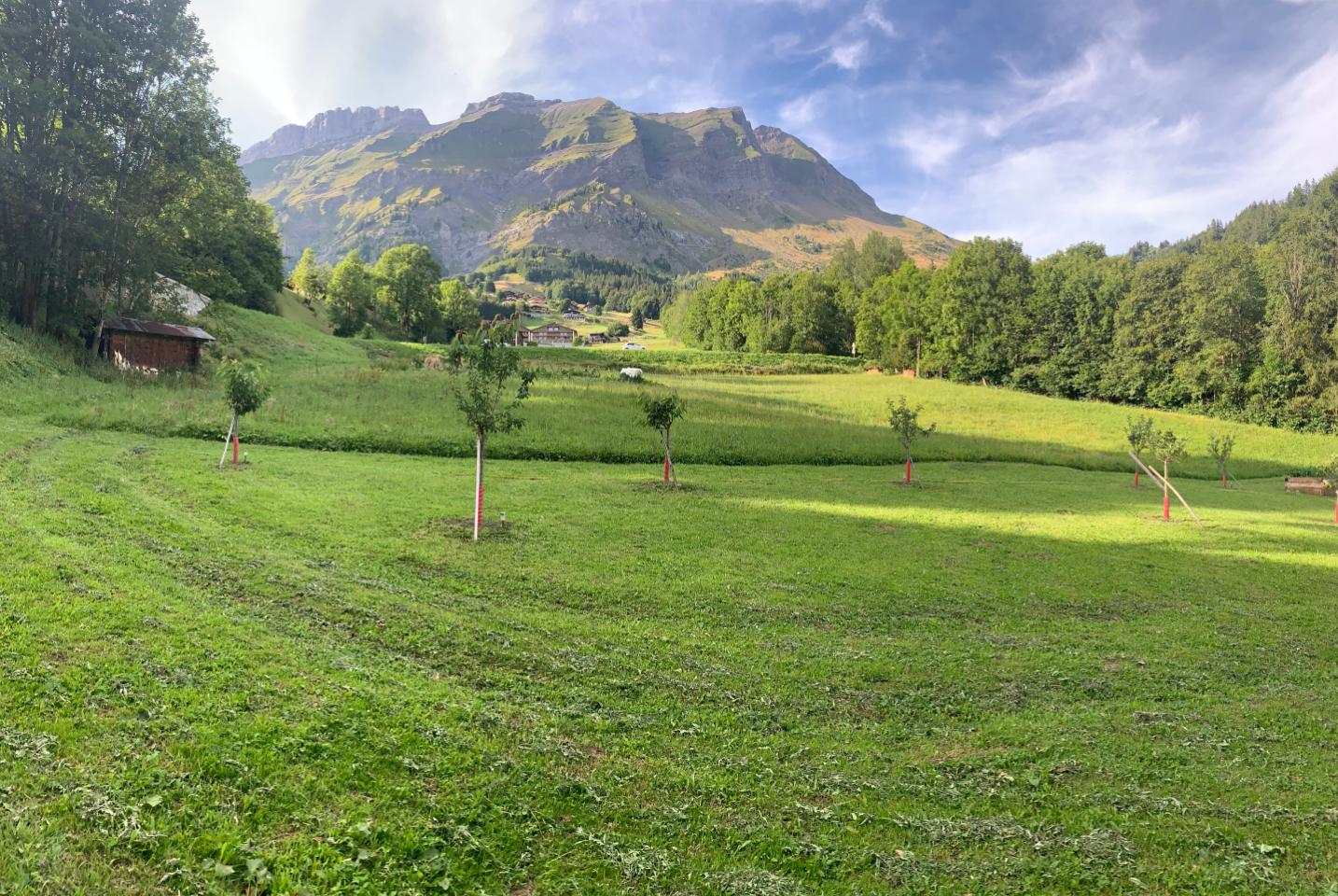 Location Savoie En forêt