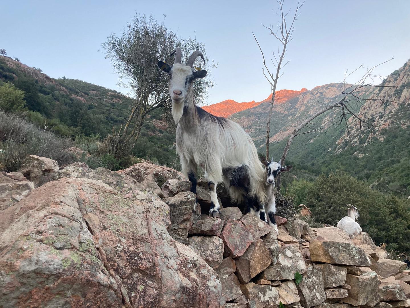 GreenGo Chambre d’hôtes Corse Évasion