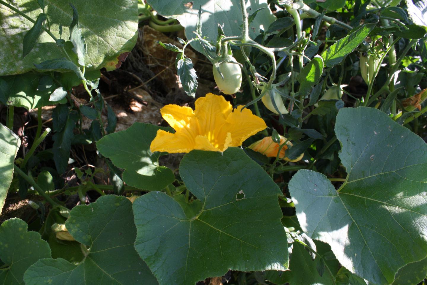 GreenGo location vacances écoresponsables