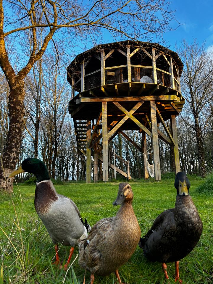 Hôte GreenGo: Cabane Le repaire du hibou - Image 26