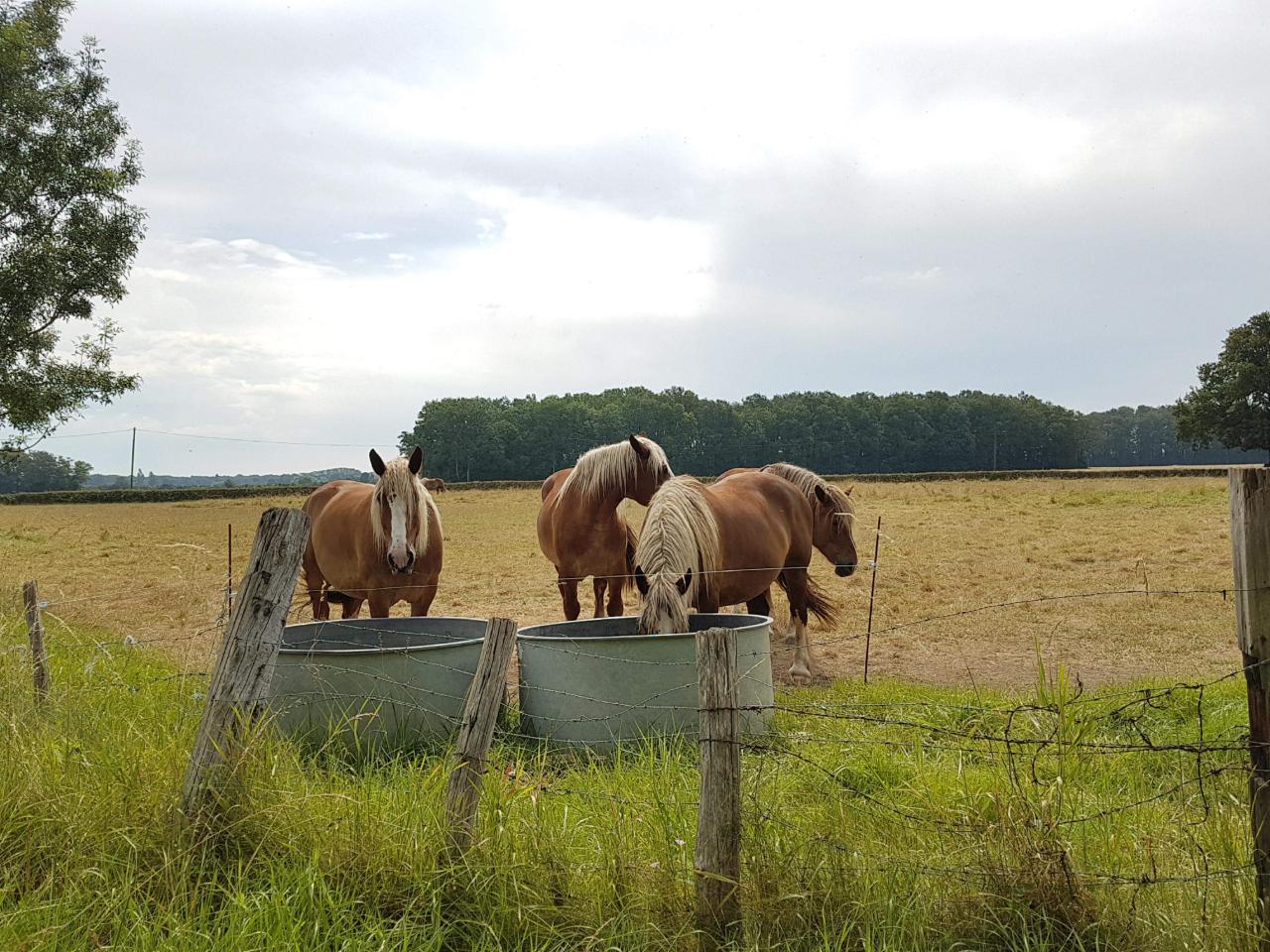 Carte cadeau GreenGo