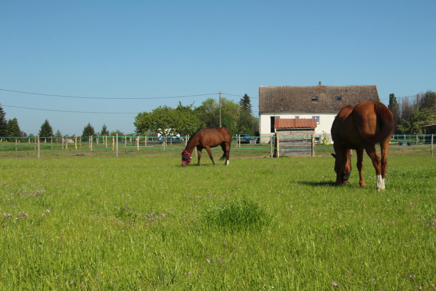 Hôte GreenGo: Gîte et Cab'Âne de Medeina