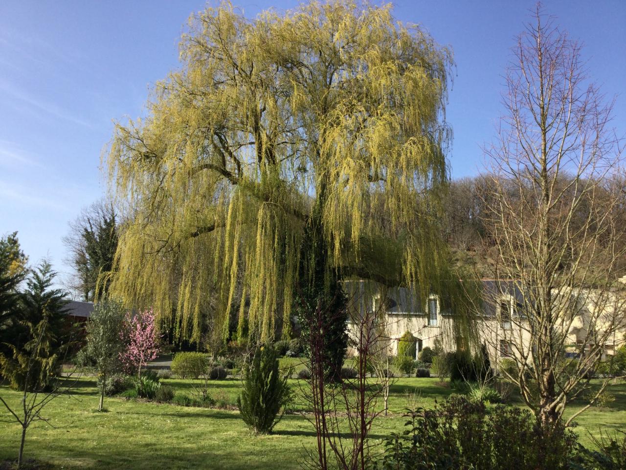  Maine-et-Loire En forêt