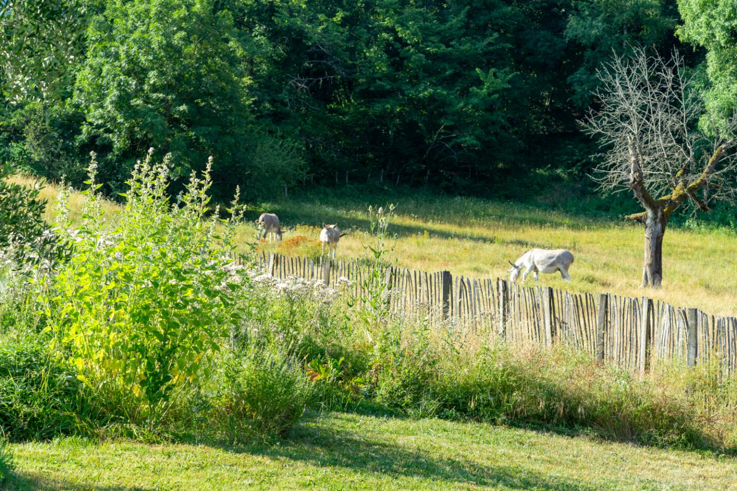 GreenGo Gîte Auvergne-Rhône-Alpes Glamping