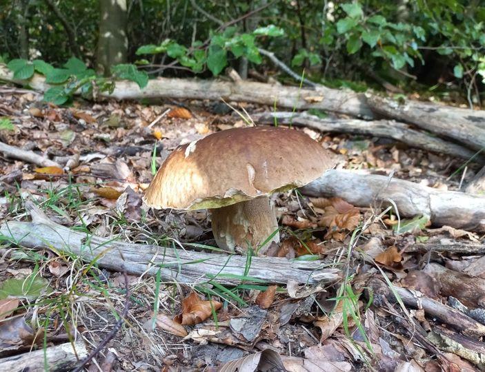 Hôte GreenGo: Les gîtes du Manoir du Tost - Image 9