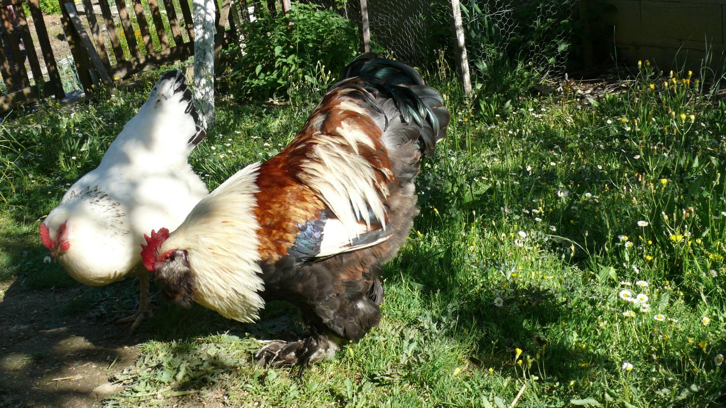 Carte cadeau GreenGo