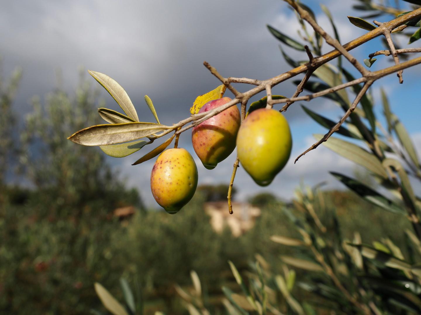 Hôte GreenGo: HollyOaks, l'oasis dans les oliviers - Image 43