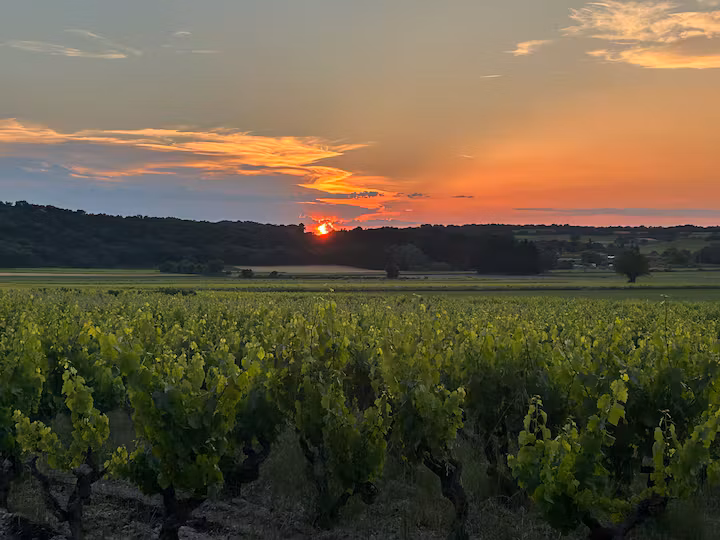 Perdu au cœur des vignes