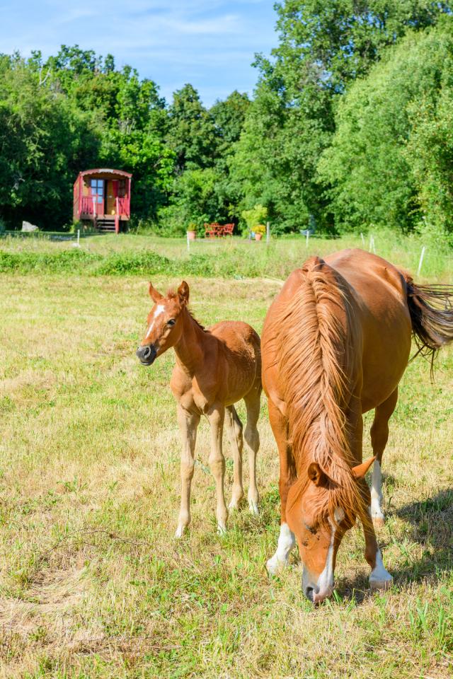 GreenGo Gîte Occitanie Glamping