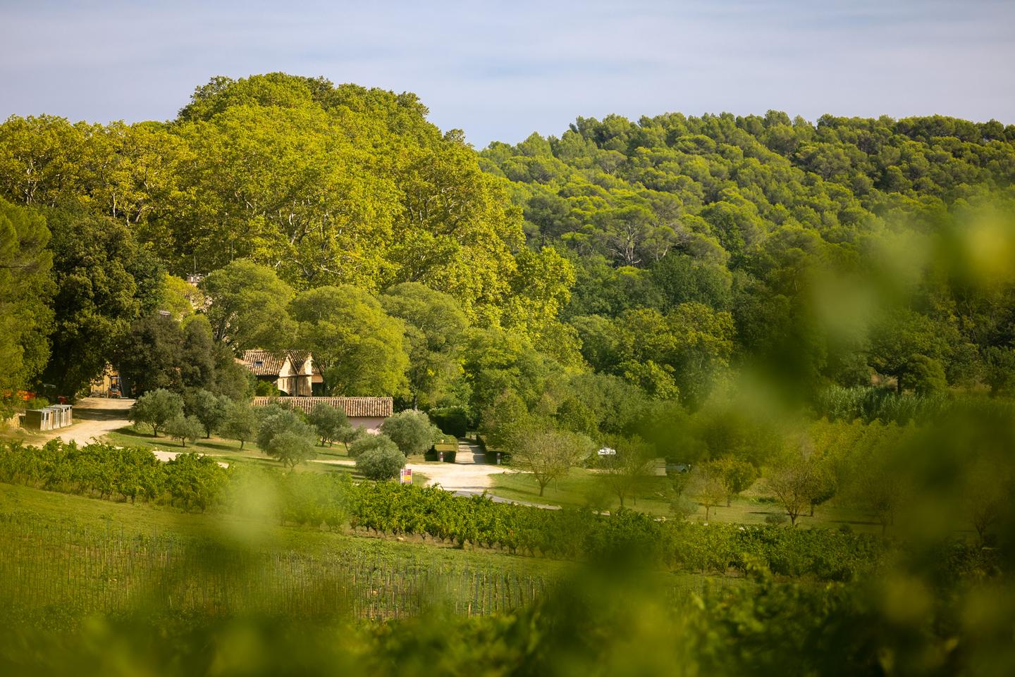 Hôte GreenGo: Château Mentone, Vignoble d'hôtes en Provence - Image 4