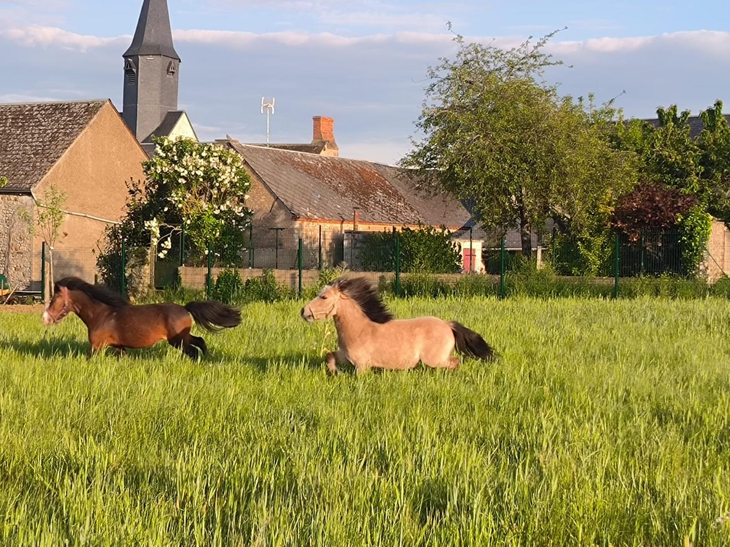 GreenGo Les Petites Merveilles