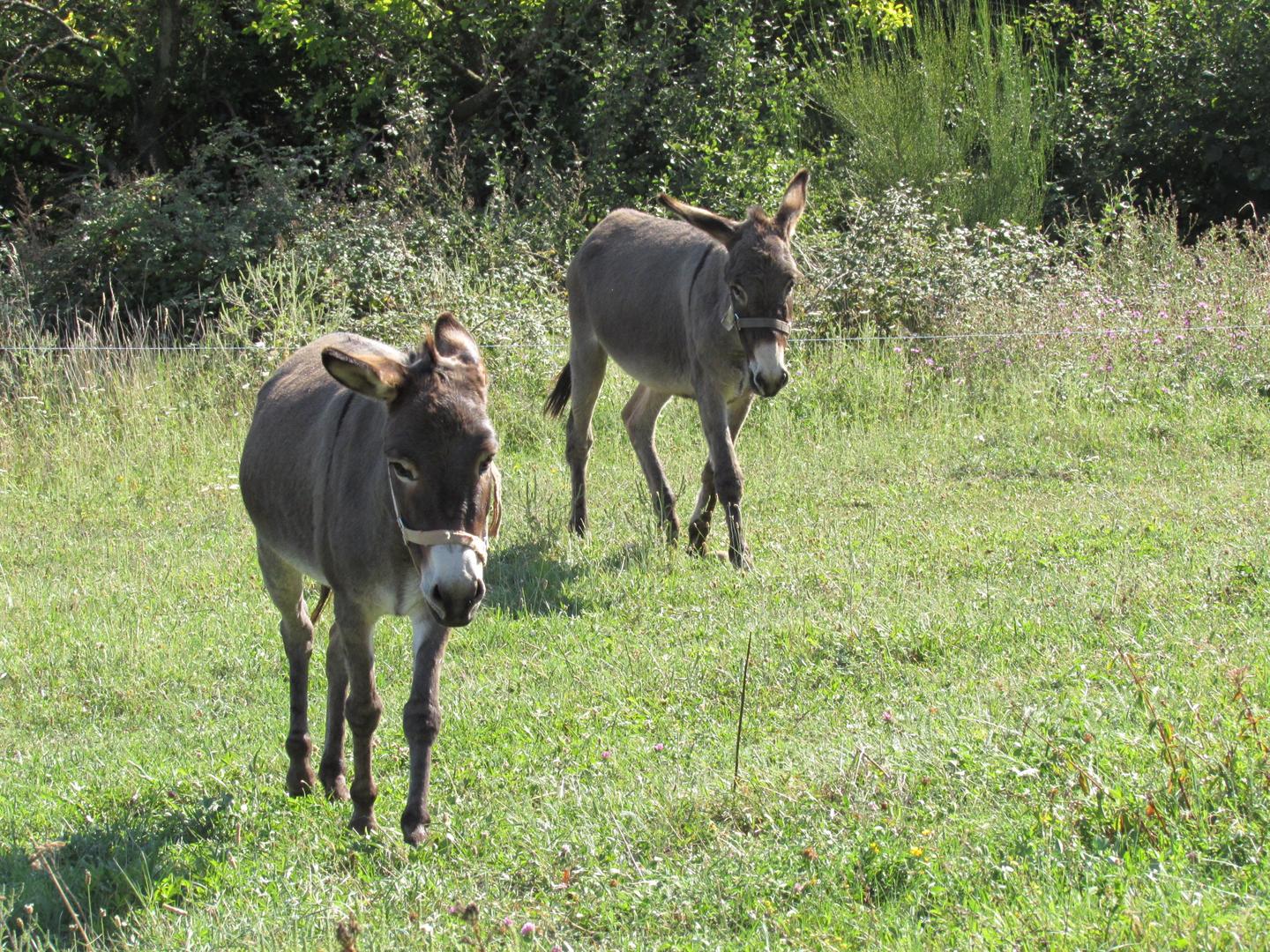 Compagnie de nos animaux