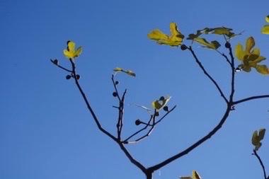 Les potagers rares