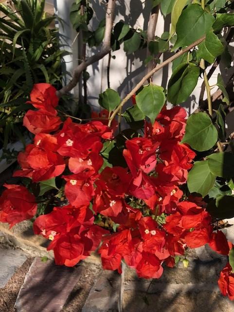 Moment de calme dans le jardin