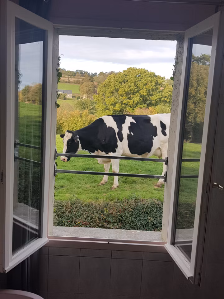 Venez chercher les vaches, assistez à la traite et nourrir les veaux.