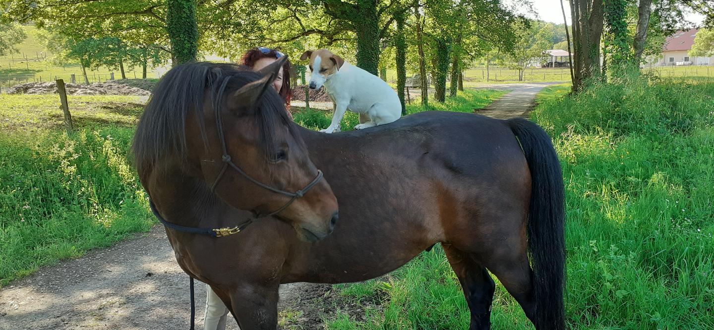 Week-end bien-être nature  connexion avec les chevaux - Lot