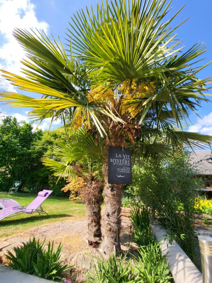 Au coeur de notre jardin et forêt d'érables