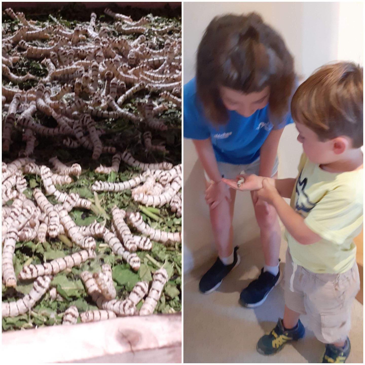 Découvrir l'élevage du ver à soie