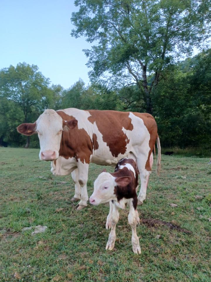 Accès à la ferme laitière Bio avec découverte de la traite des vaches.