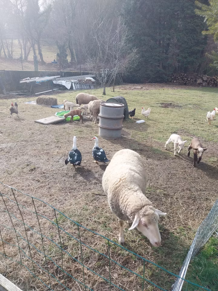 Notre petite ferme pédagogique avec moutons, poules et canards vous enchantera.