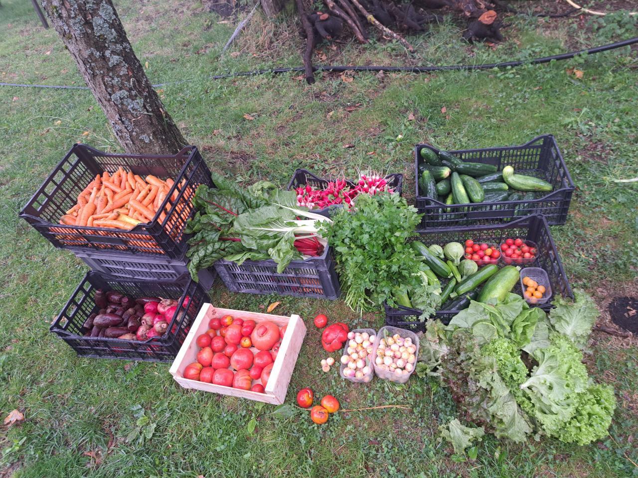 Légumes et fruits du jardins à votre disposition
