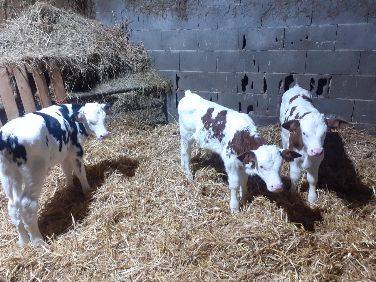 Accès à la ferme laitière Bio avec participation à la traite des vaches.