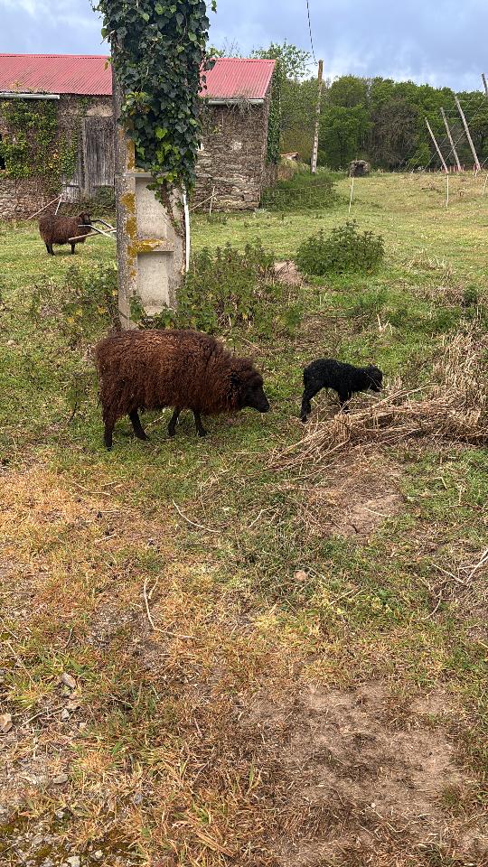 Rencontre de nos chèvres et nos moutons