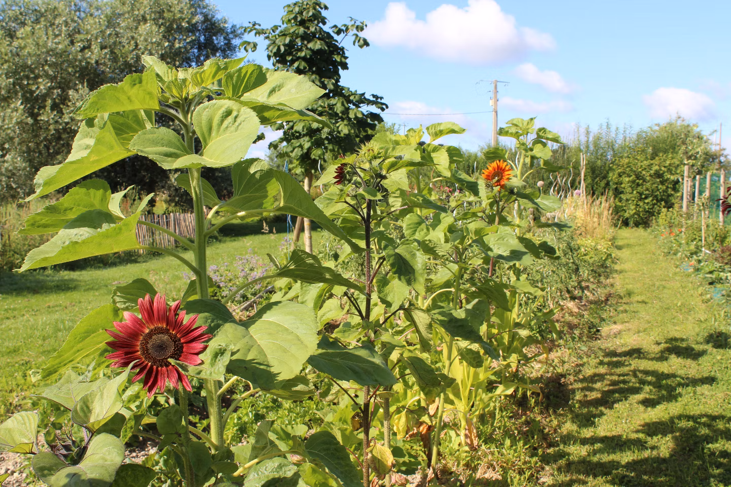Vue sur notre jardin champêtre de 3000m2