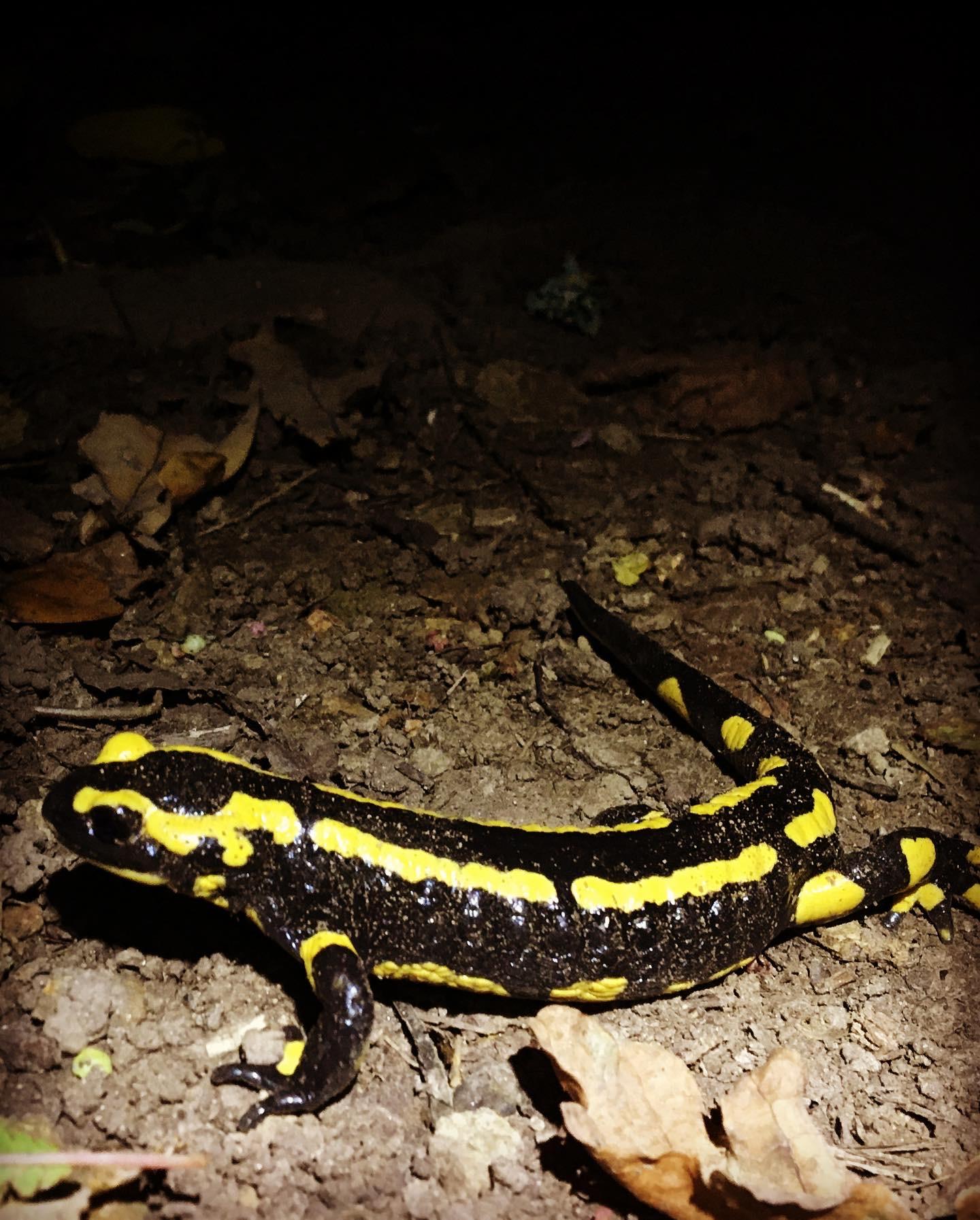 Observez, tendez l'oreille...