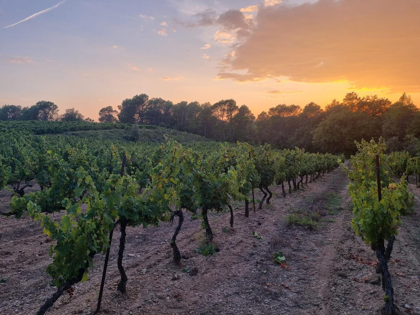 Visite de vignoble et dégustation de vin