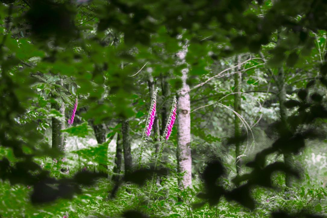 Sorties plantes sauvages