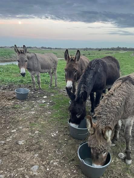 visite de la ferme thérapeutique des câlinons du marais