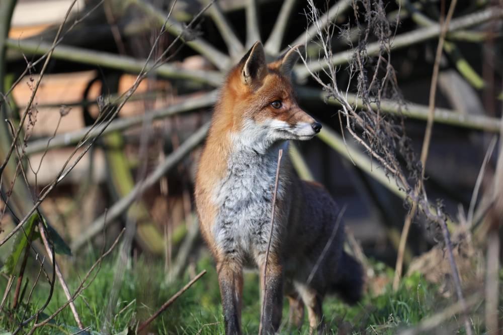 Parc Nature et Faune  à Saléchan, à 1 km du gite