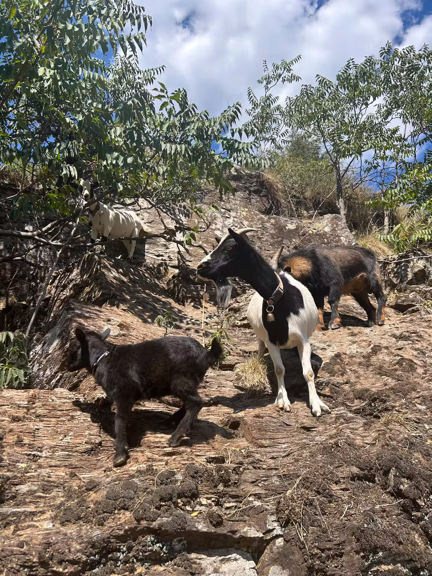 Chèvres, canards, poules et chiens : la ferme à votre porte