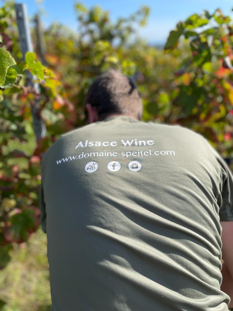 Viste de vignoble et dégustation de vin,