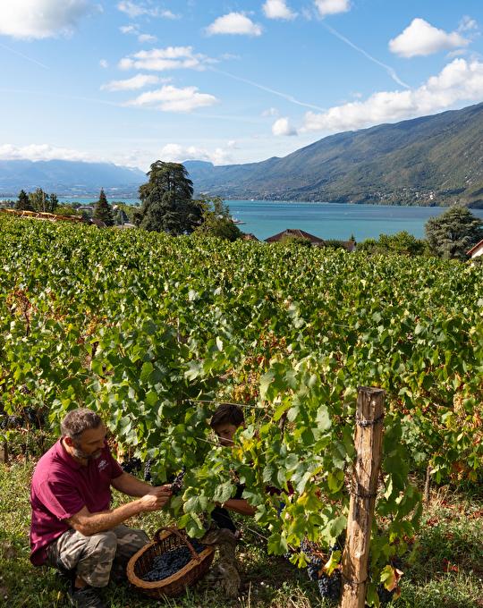 Les Vins de Savoie