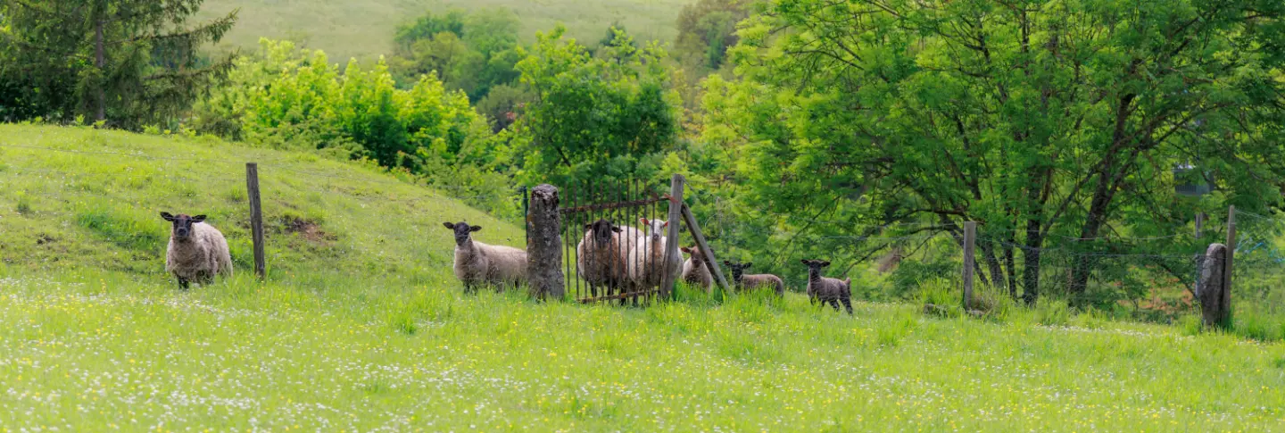Visite de la ferme avec nos animaux