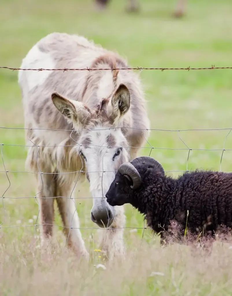 Les animaux de notre refuge animalier