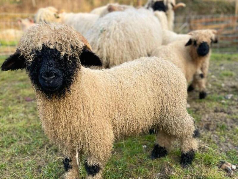 Ferme familiale