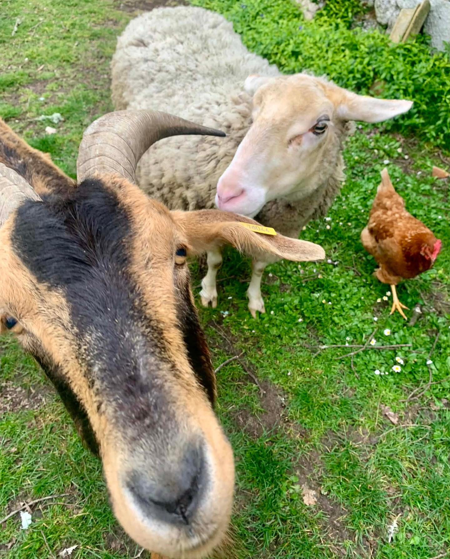 Vivez vos vacances en compagnie de nos animaux