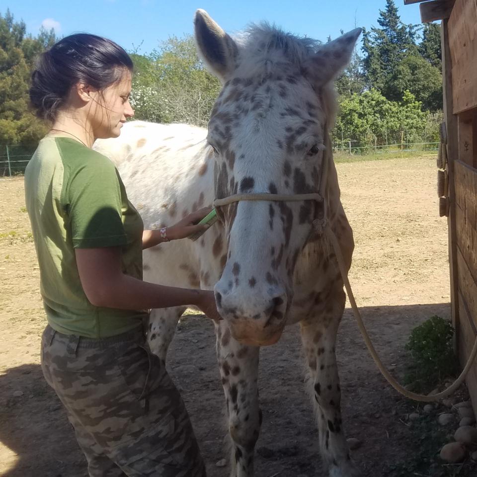 🐴 Une expérience unique : la médiation équine