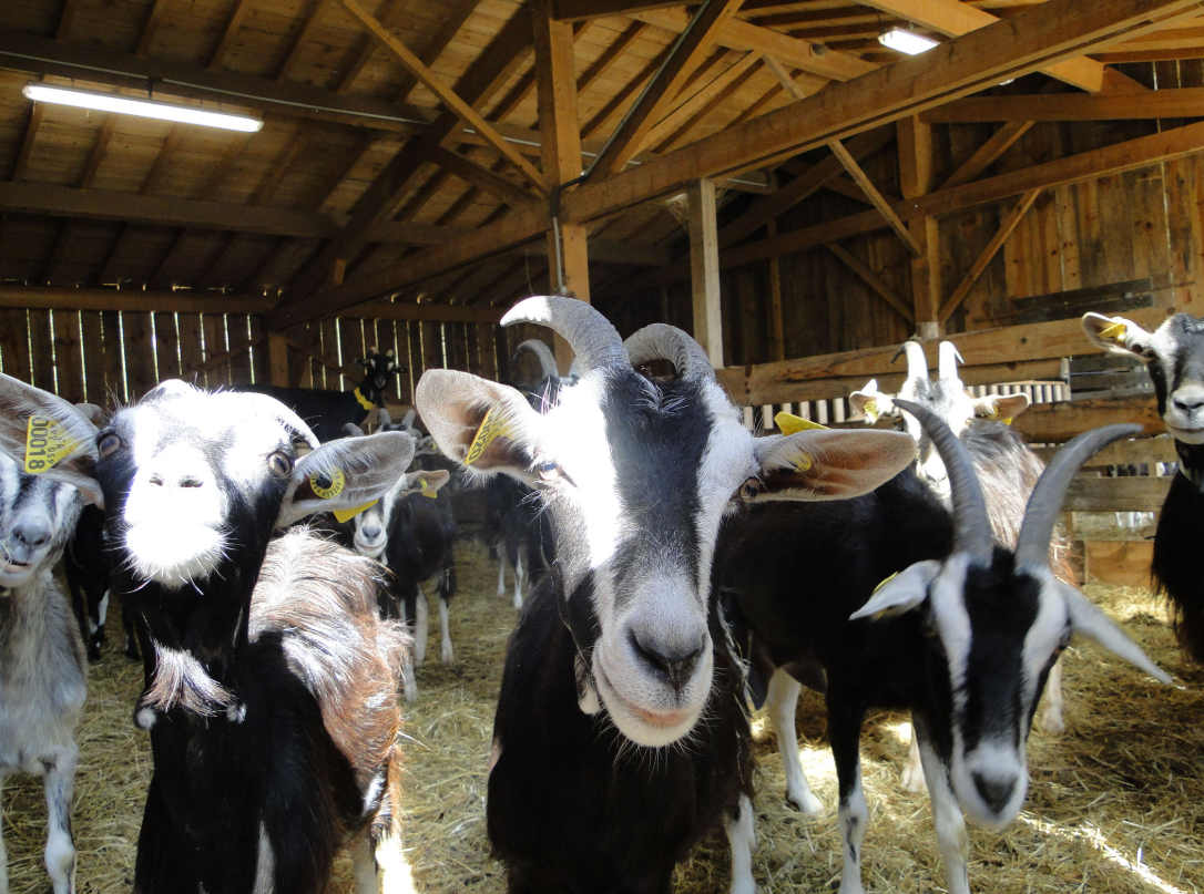 Elevage de chèvres : traite et nourrissage